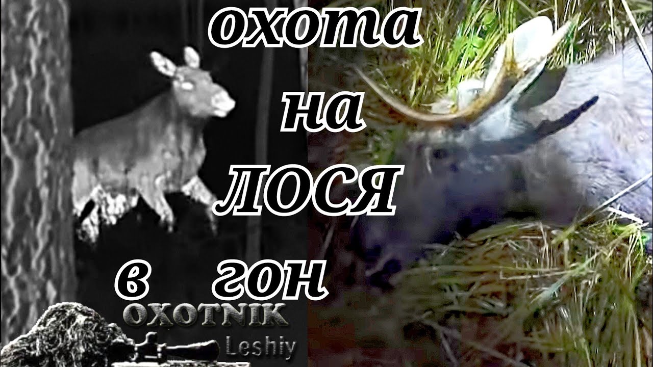 Бык находился неподалёку от коровы с телятами. Охота на ЛОСЯ