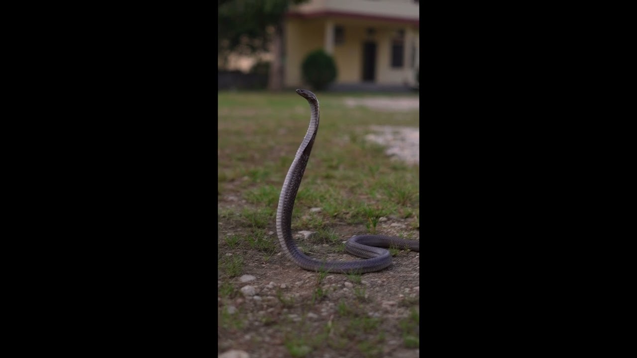 Rescued common cobra in the buffer zone area of the Banke National Park