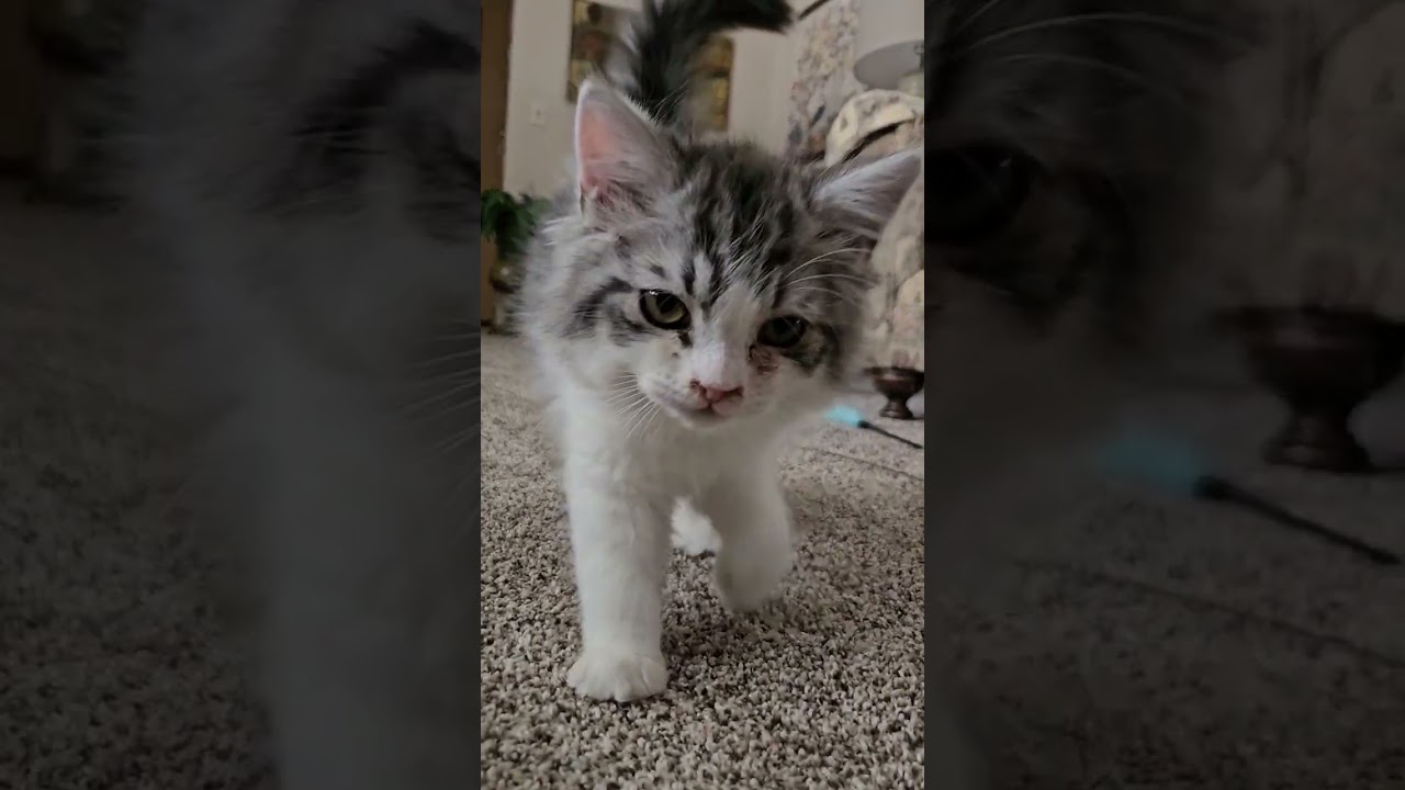 Котята-сорванцы идут к ветеринару.