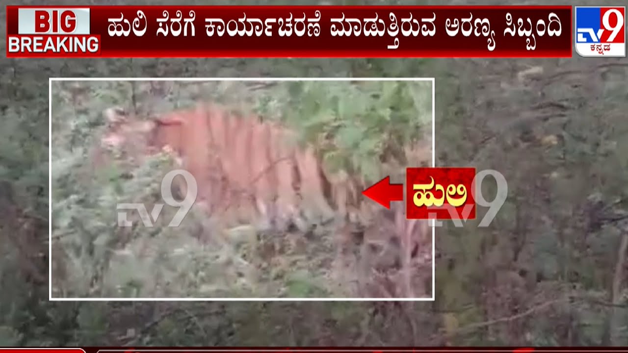 Operation To Capture Wild Tiger In Hediyala Village Of Mysuru