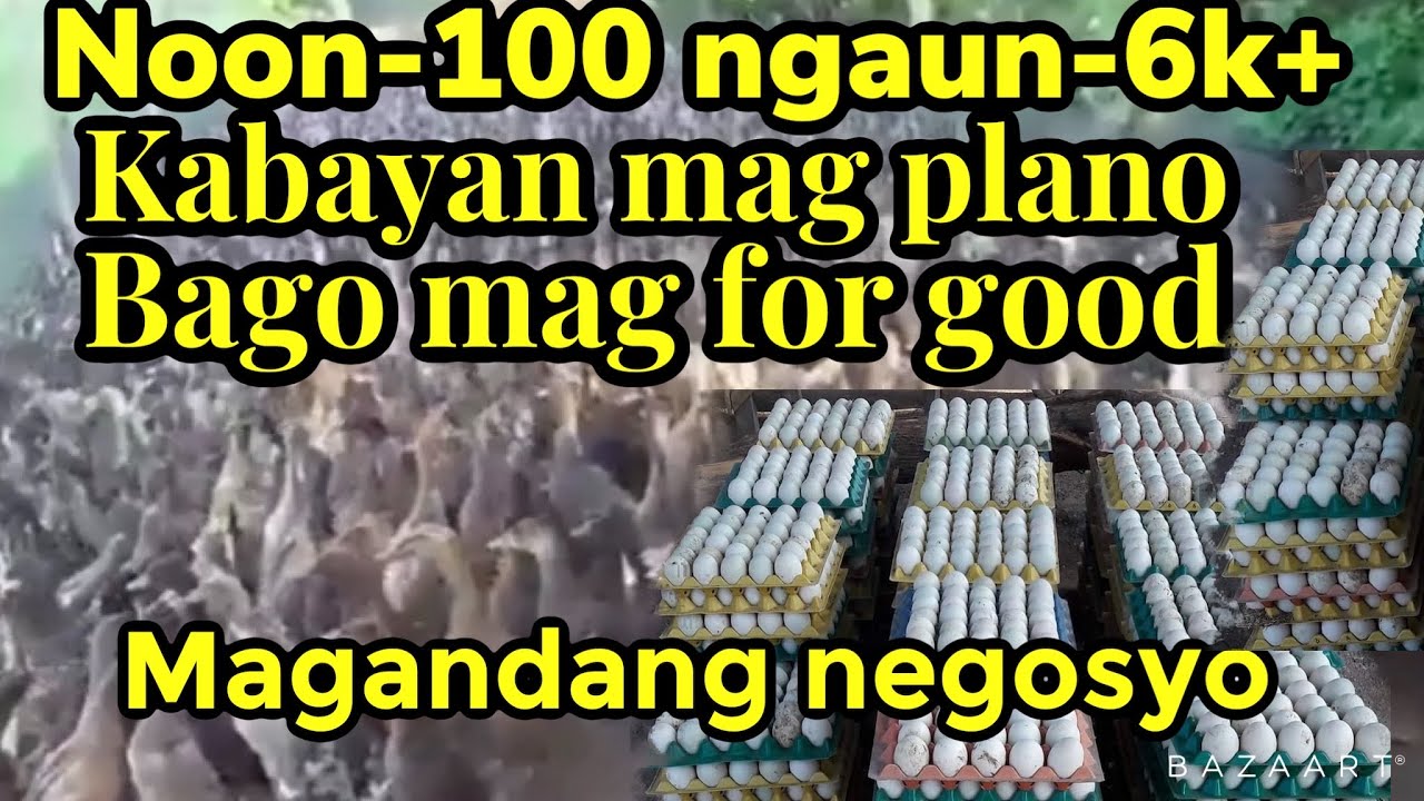 100 head noon - ngaun 6k+ head paano ko naparimi ang aking itik / itik farming / itikan @KafarmersIdea