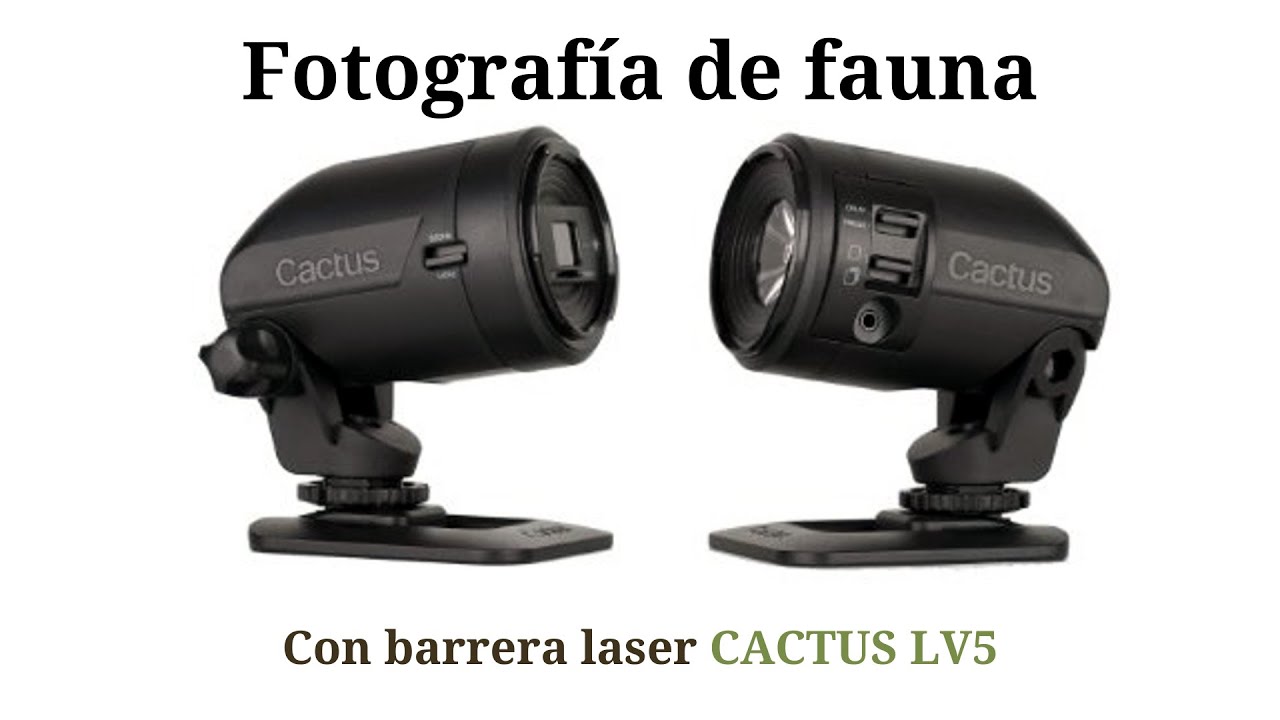 Cactus LV5 - Review de la barrera laser para fotografía de fauna