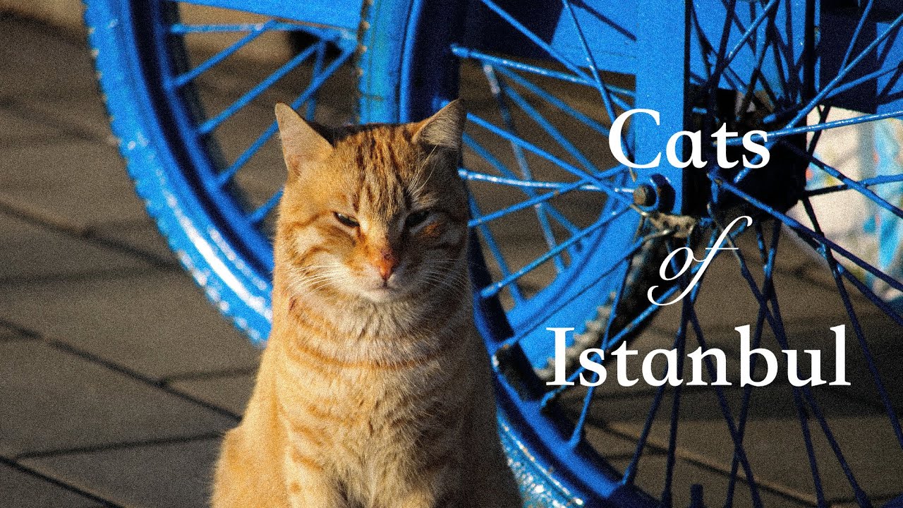 Cats of Istanbul