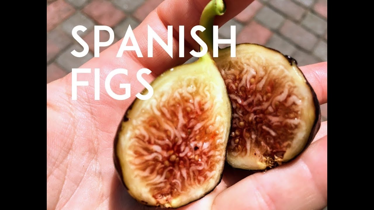 De Tres Esplets FIG from SPAIN: 3 Crops