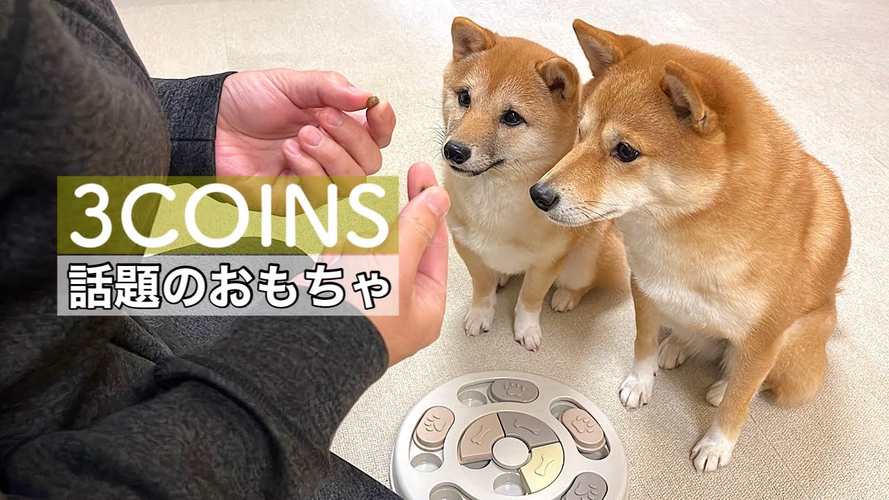 【知育玩具】豆柴姉妹と話題のスリコの犬用おもちゃで遊んでみたら・・・感動する出来事が起こりました！