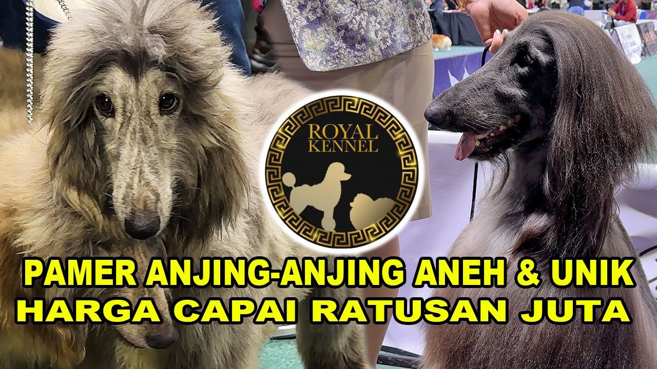 Anjing Aneh & Unik Harga Ratusan Juta - Afghan Hound - Borzoi - Whipet - Saluki