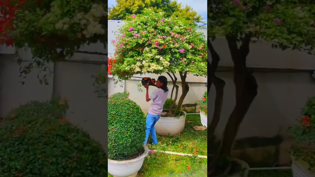 How I Trimmed This Huge Bougainvillea. Garden Glow-Up #youtubeshorts #satisfying #shorts