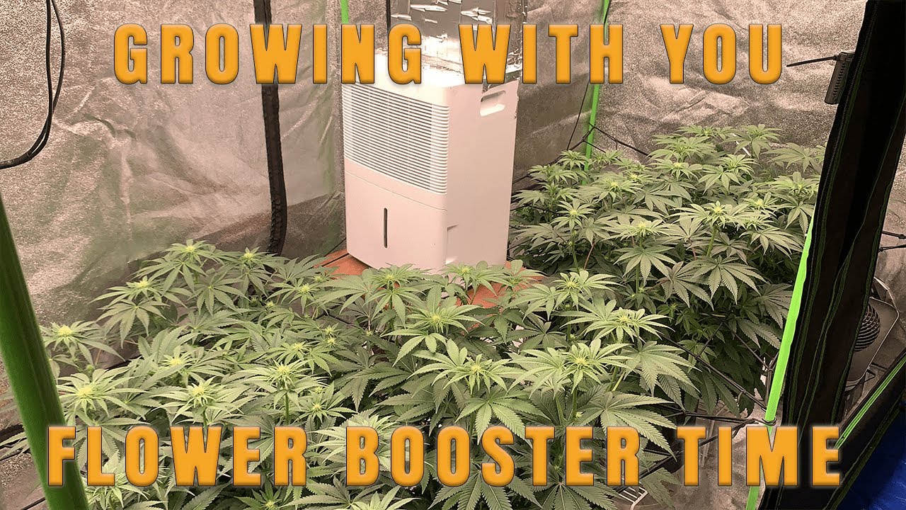 Growing with You S4 | Week 3 of Flower | Dialing in our Athena nutrients to get the best buds