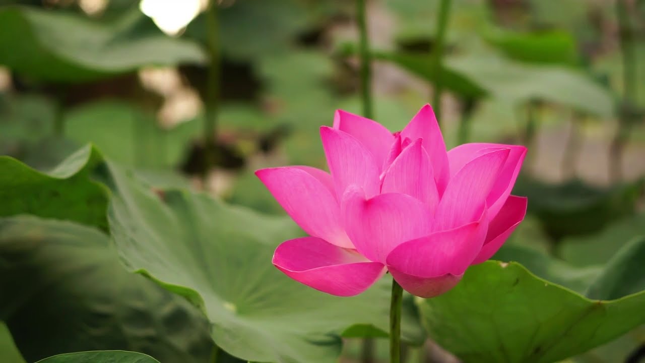 Música zen, Flauta Japonesa Cuencos Tibetanos