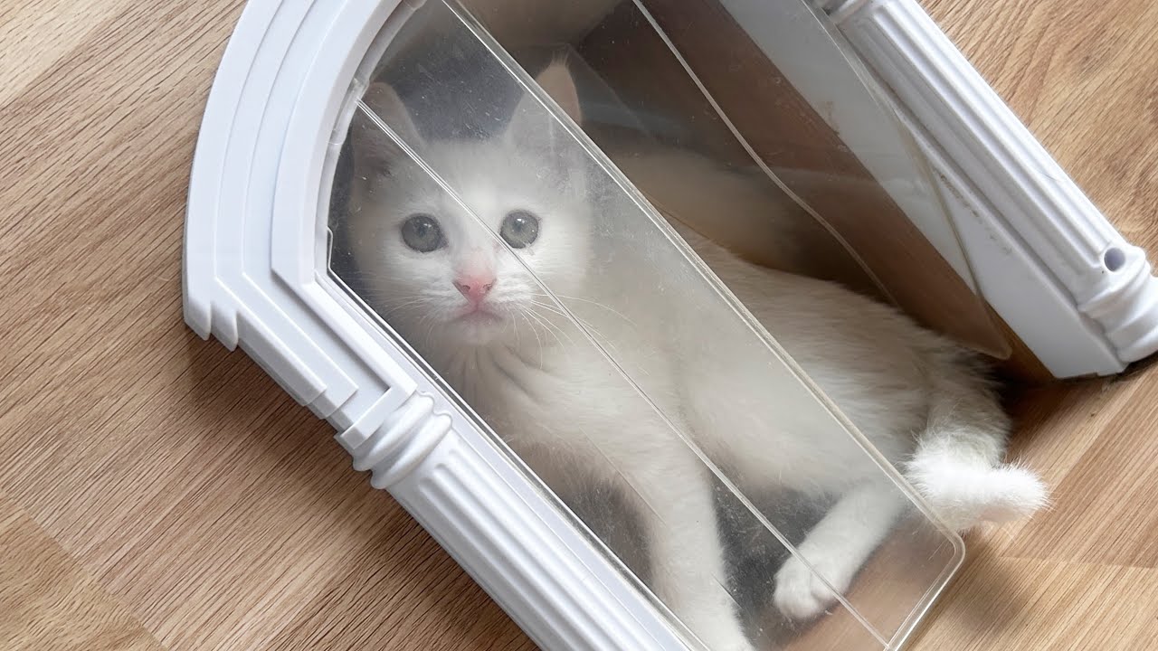 【ライブ】ハプニング発生‼︎ ねこまるけのリアルな現場に遭遇😂