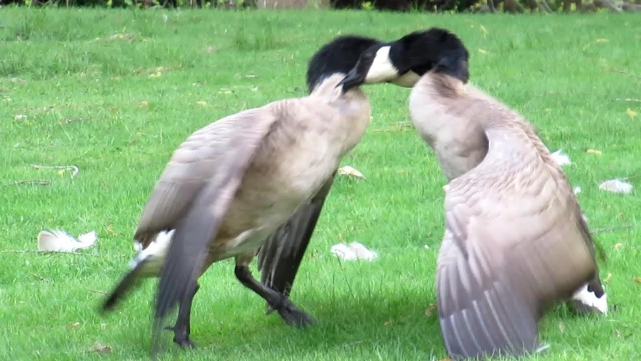 Canada Geese FIGHTING ANGRY (Adults & Goslings)