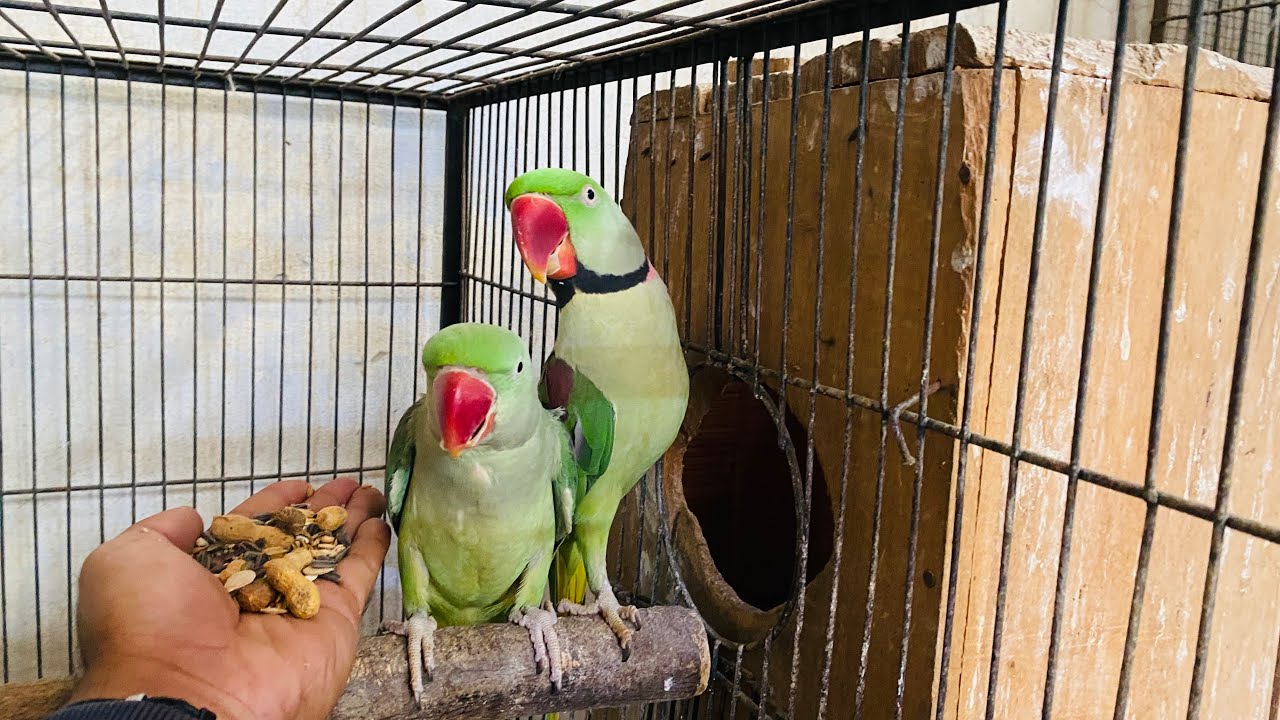 Breeding tips for Alexandrine Raw parrots |Breeding cage size for parrots|Best food seed mix parrots