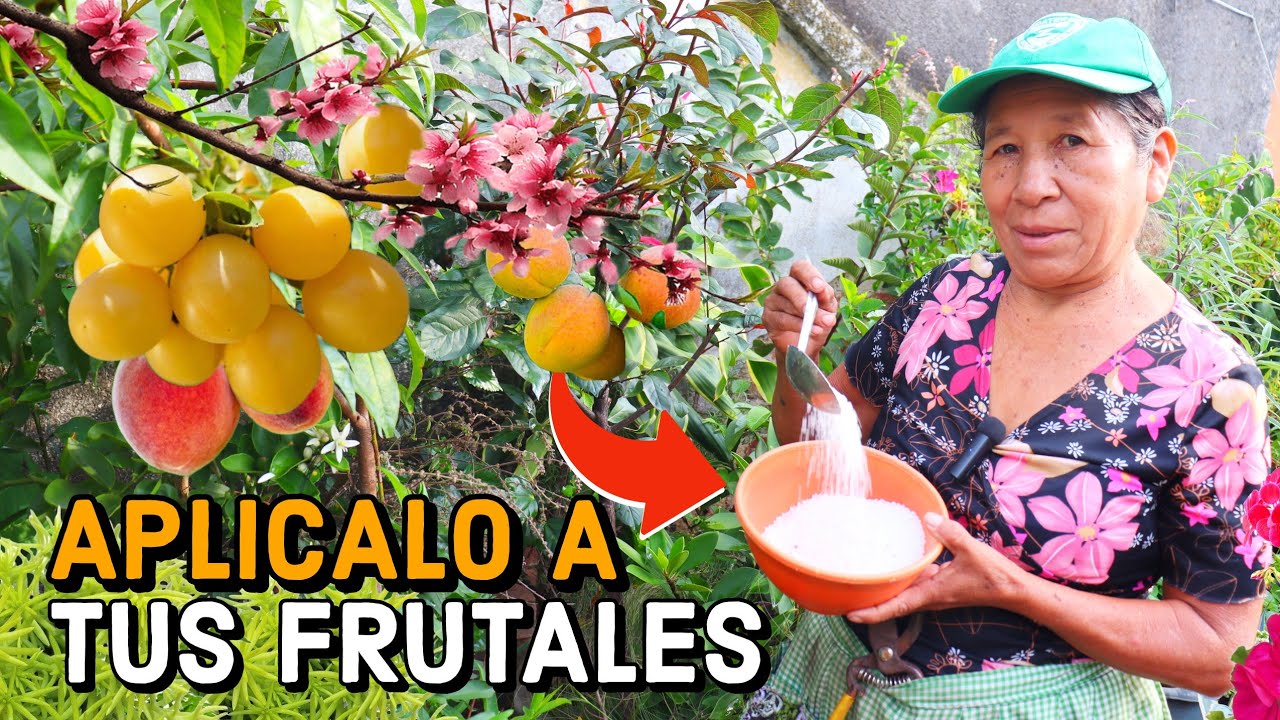 MANTEN los arboles FRUTALES en Maceta CARGADOS siempre con FRUTOS Y FLORECIDOS - como podar FRUTALES