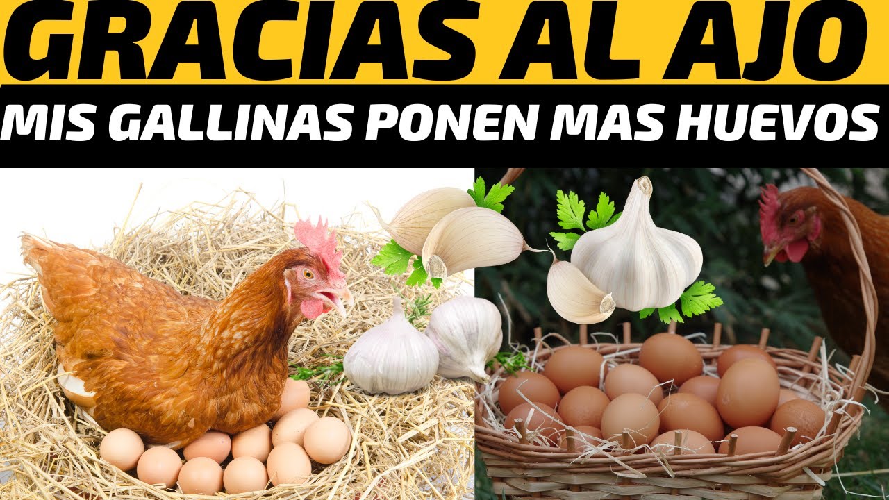 La sorprendente transformación de tus gallinas al consumir AJO