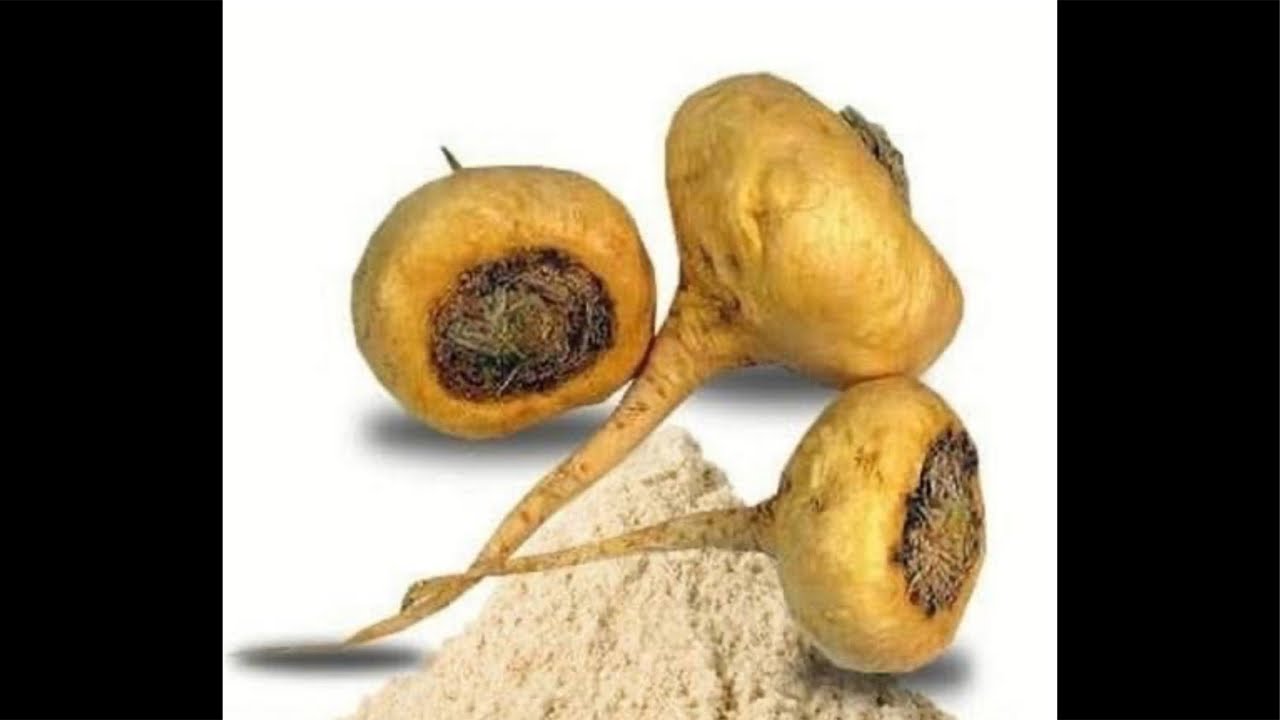 MACA PERUANA. DEVEMOS TOMAR ? | Dr Dayan Siebra