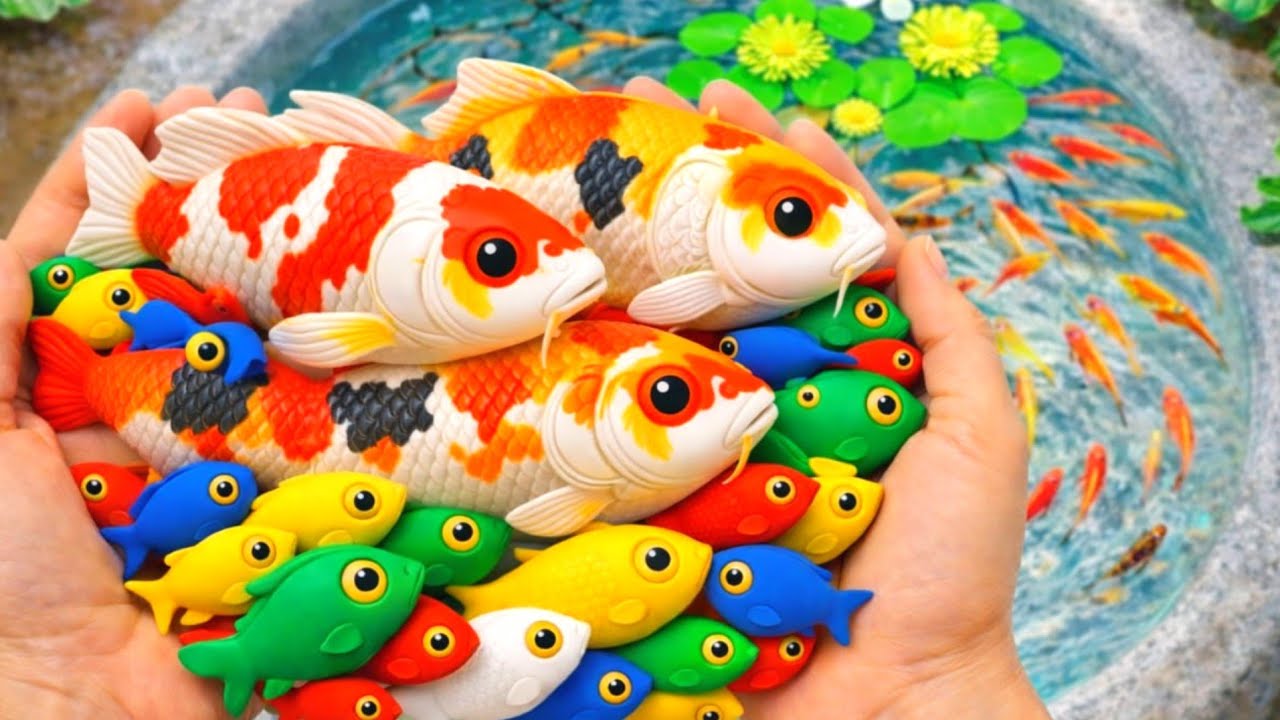Small Pond Fishing  Beautiful Aquarium Species ep2a