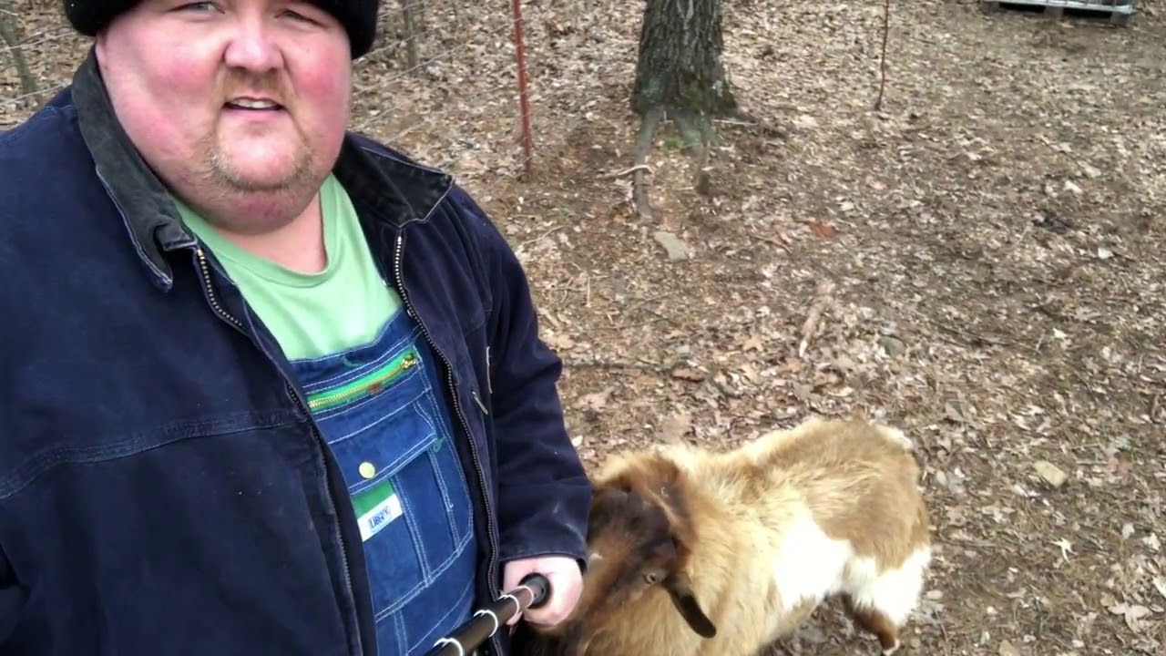 Showing off our Myotonic Goat herd and talking feed and feeding systems