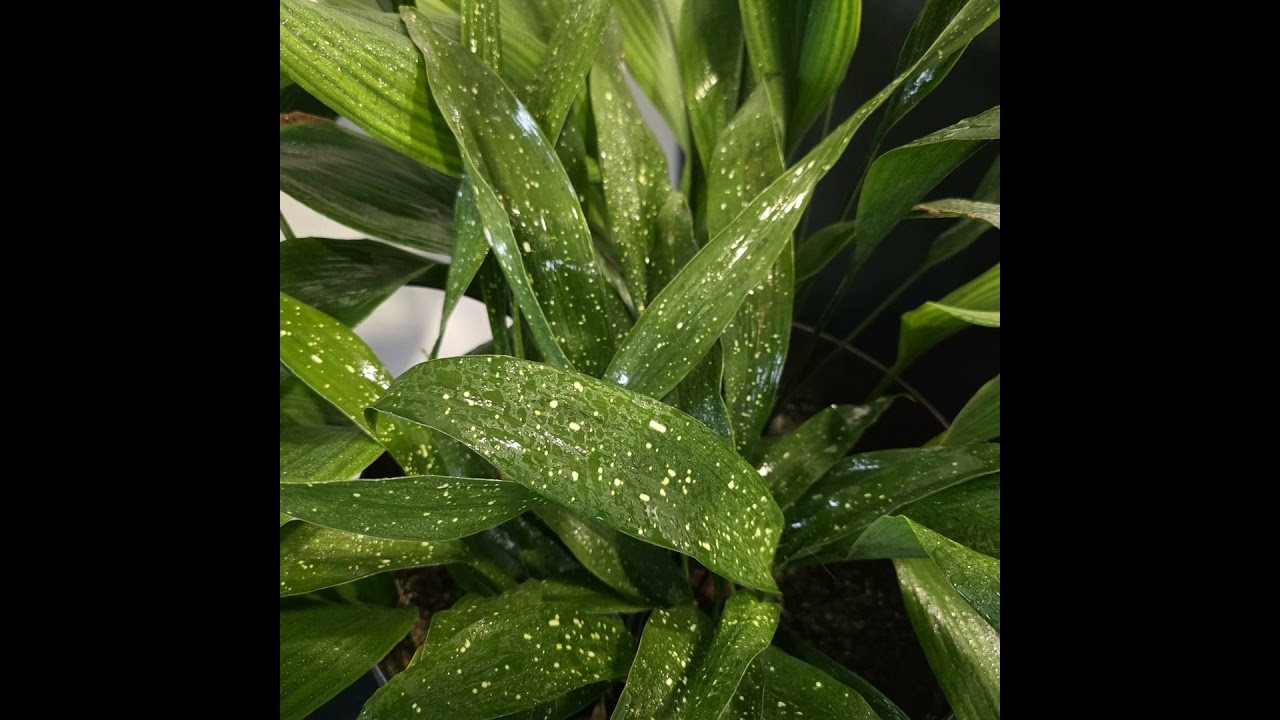 Meterse en un jardín | La aspidistra, una planta de hierro fundido