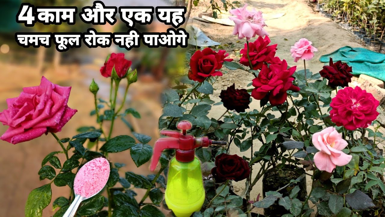 बस एक चमच गुलाब पर फूल रुक नहीं पाओगे ।। Top 4 Rose Gardening Secret Tips