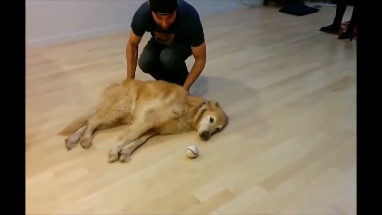 Sakar Hayvanlar (Clumsy Animals)