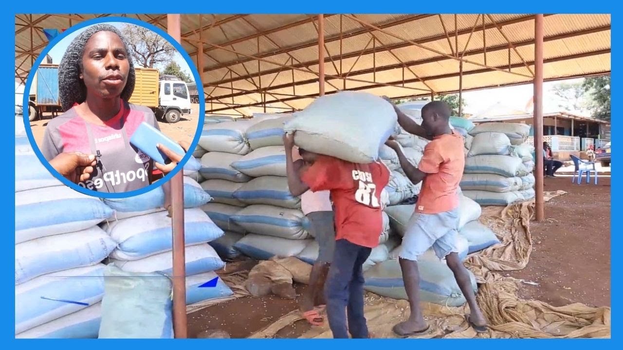MVUTANO WA BIASHARA ya MAHINDI MPAKANI - 
