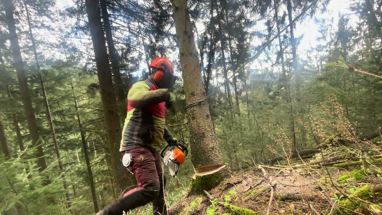 Stihl ms 462 c +Hsm 805 + Bäume gefällt und mit einem Seil gezogen