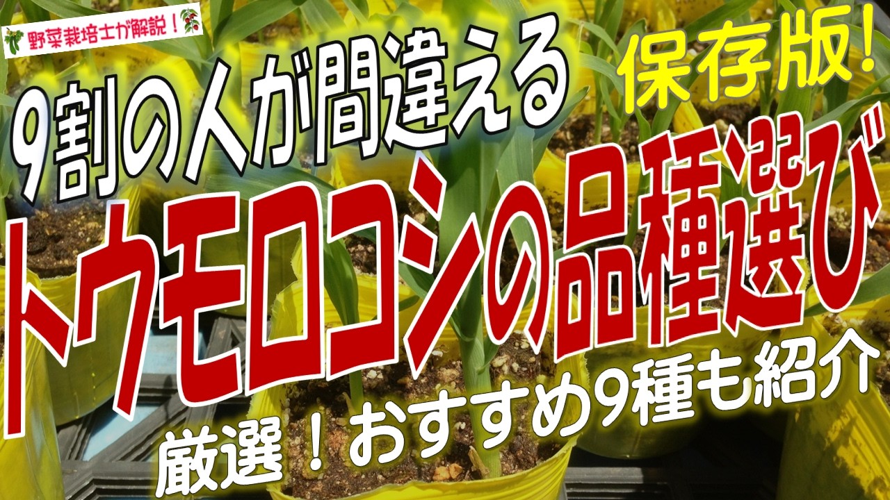 【トウモロコシ】失敗しない品種選び！厳選したおすすめ9種も紹介！（初心者向き・甘みの強さ・プランター向き）