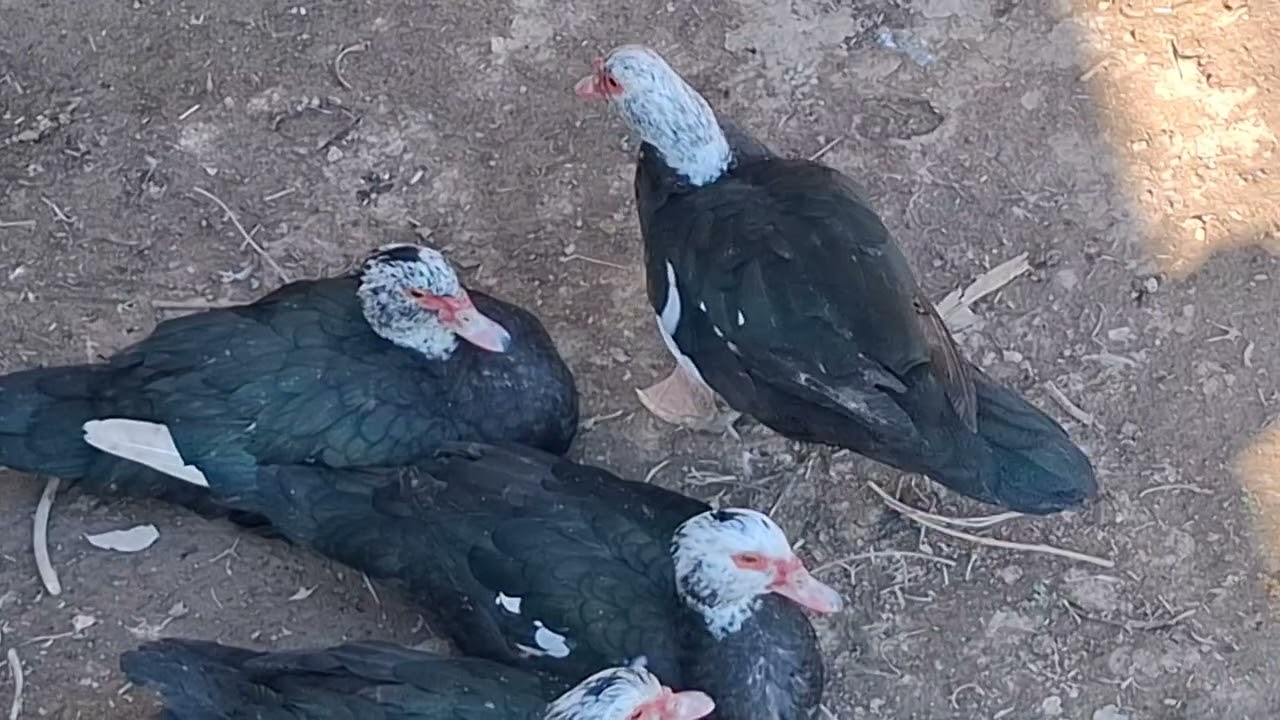 КУРКА НИМА САБАБДАН БОКМАЯБМАН ? Лекин доим булади худо хохласа 🦃🦆👍 Хаммаси зур 