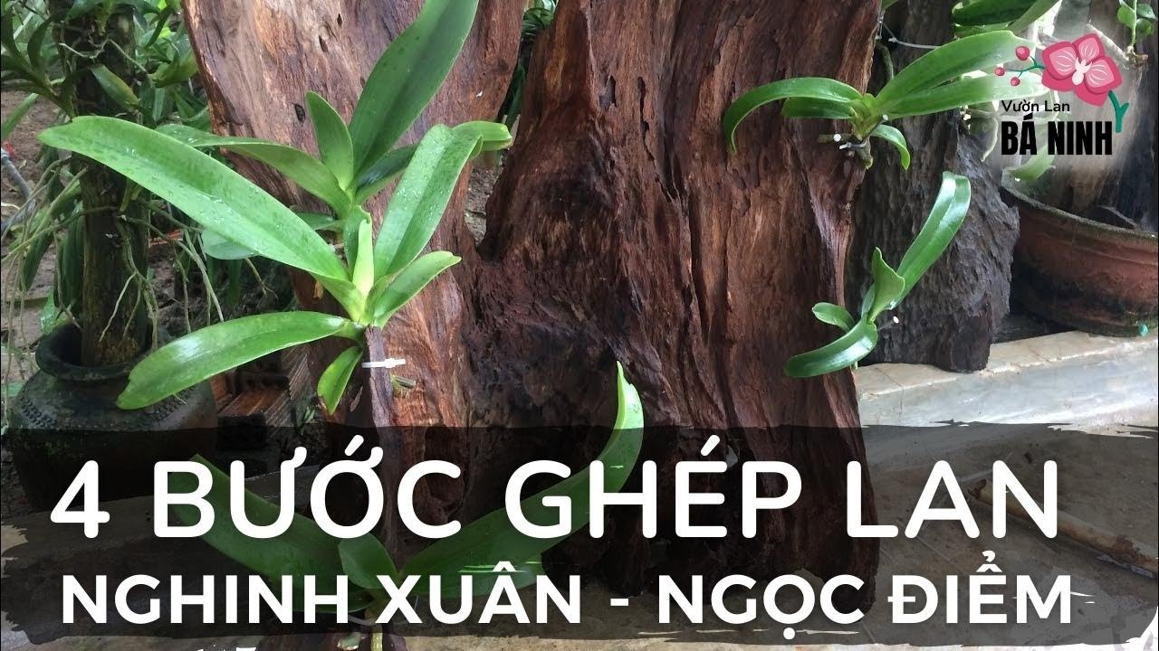 4 Bước Ghép Lan Nghinh Xuân, Ngọc Điểm | Thích Trồng Lan - Vườn Lan Bá Ninh
