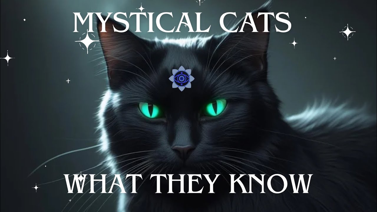 Why a cat was sent into your life | What it means