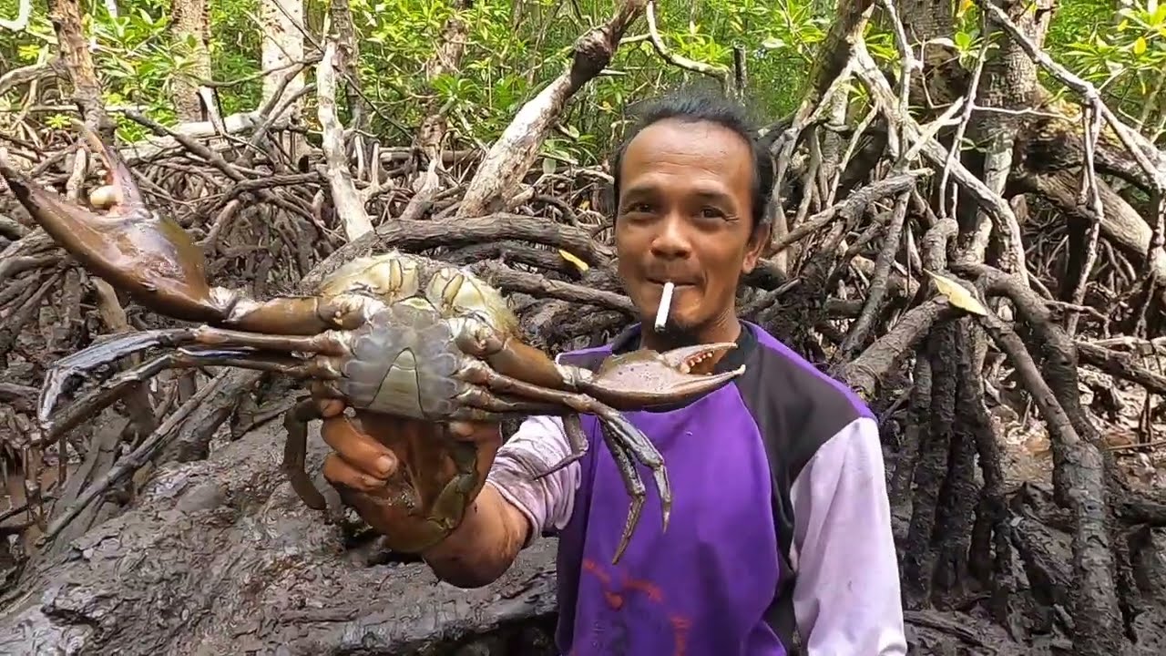 Berburu kepiting bakau...!!! Pemain baru lebih gacor...!!😃😃😃