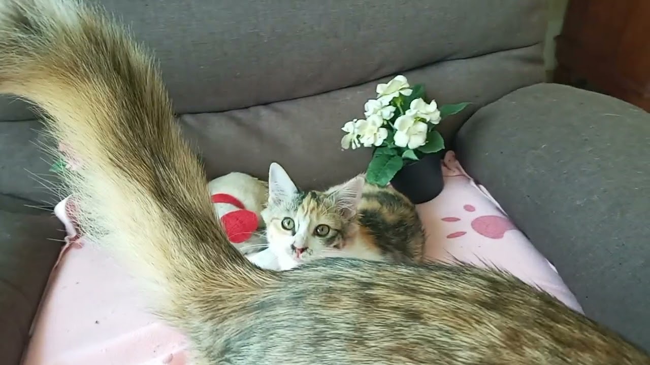 Cats & kittens are 879 & 788 & 714 & 631 & 530 & 513 & 465 & 389 & 274 & 236 & 136 &296 &230 &128&94