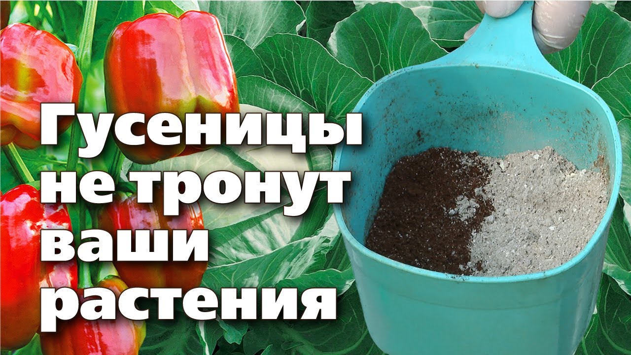 Простой способ избавиться от гусениц на овощах. Доступные компоненты -  отличный результат