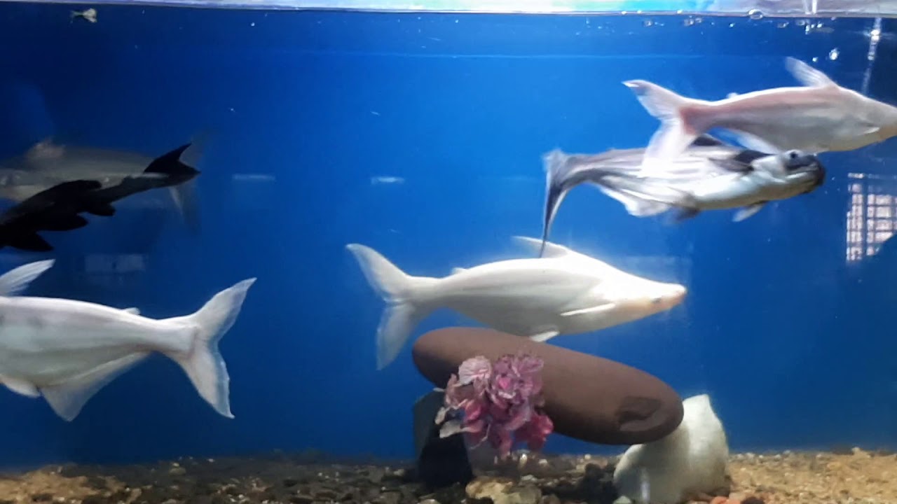 Dolphin Aquarium
| Fish exhibition | fish in mumbai | fish in India | fish aquarium in Mumbai