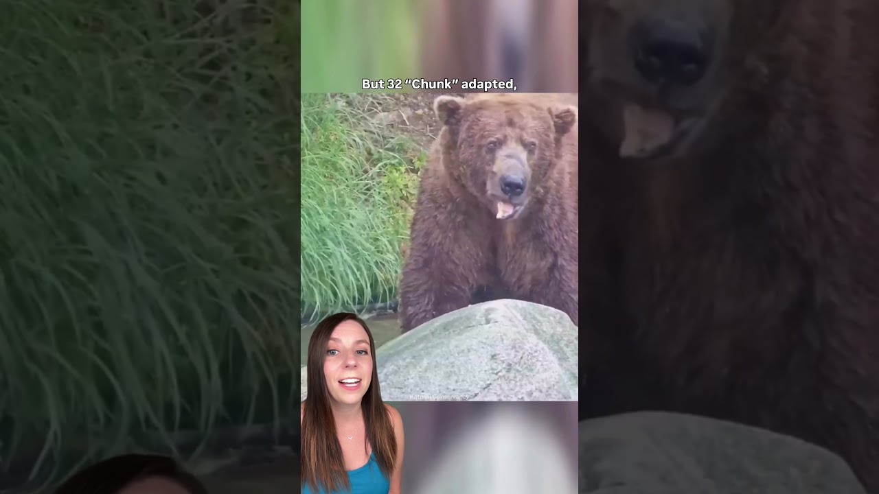 Выбран самый толстый медведь на Аляске, и он просто огромный 👀 