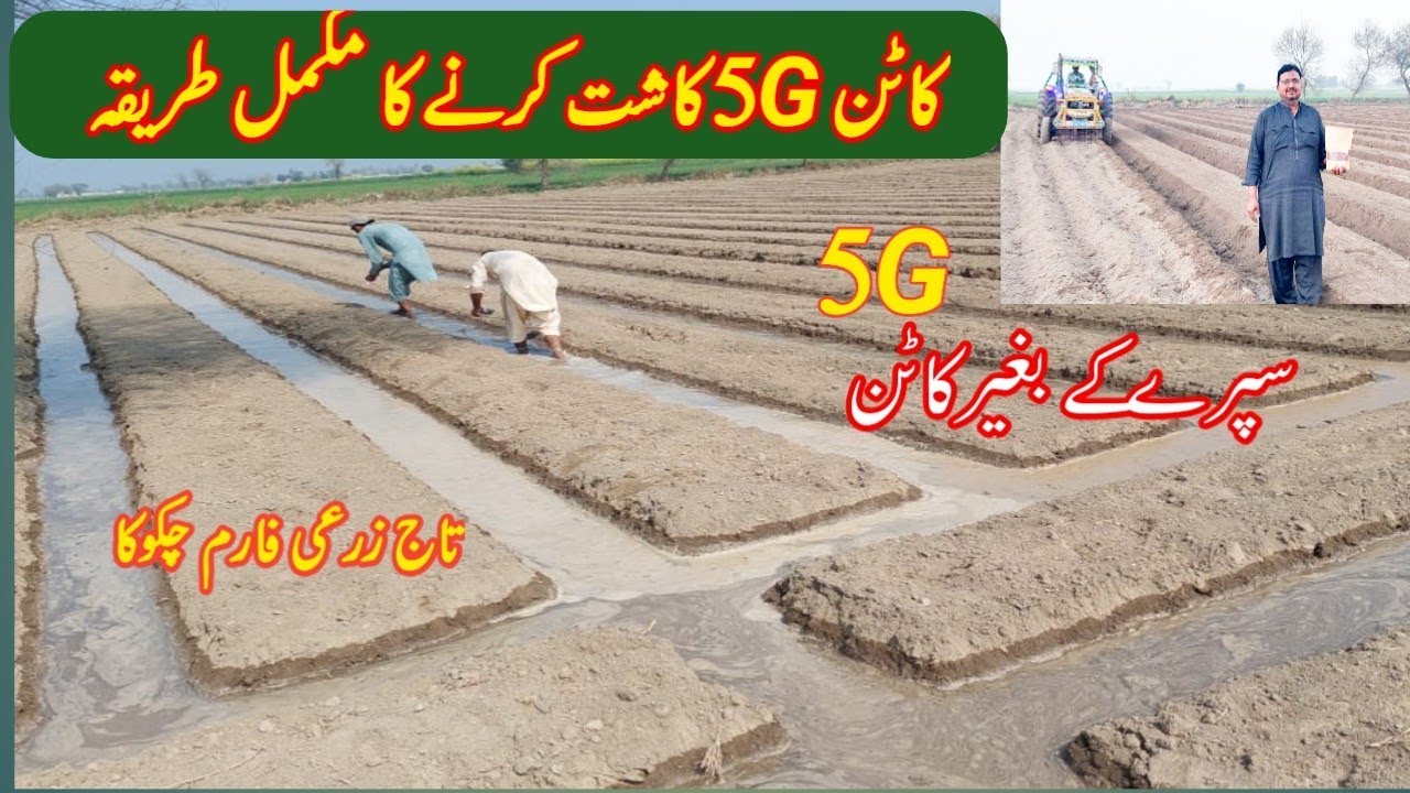 Cotton White Queen 5G Ki Kasht ka Tarika| Advanced Farming | Sucking free| pest free| in Pakistan