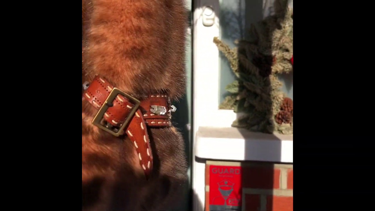 Sable and Mink fur coat