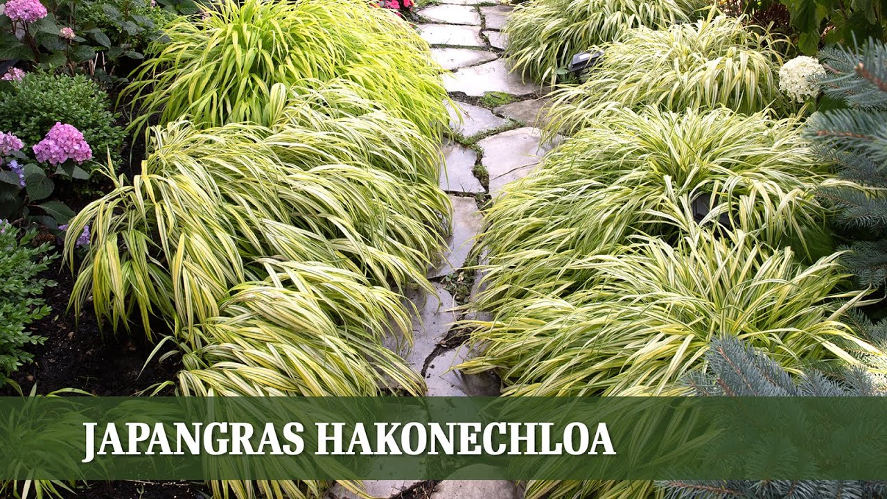 Japangras Hakonechloa - ein Exot mit hohem Zierwert
