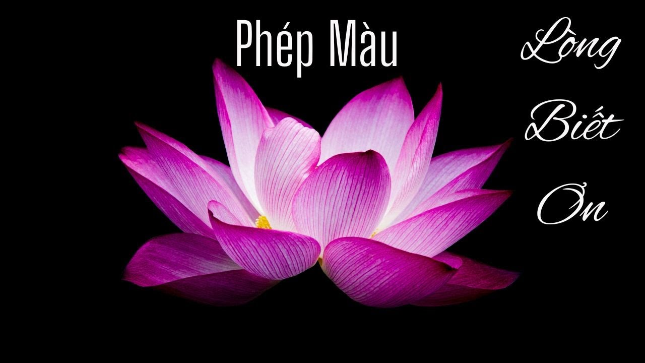 PHÉP MÀU LÒNG BIẾT ƠN - The Magic - phiên bản tiếng Việt