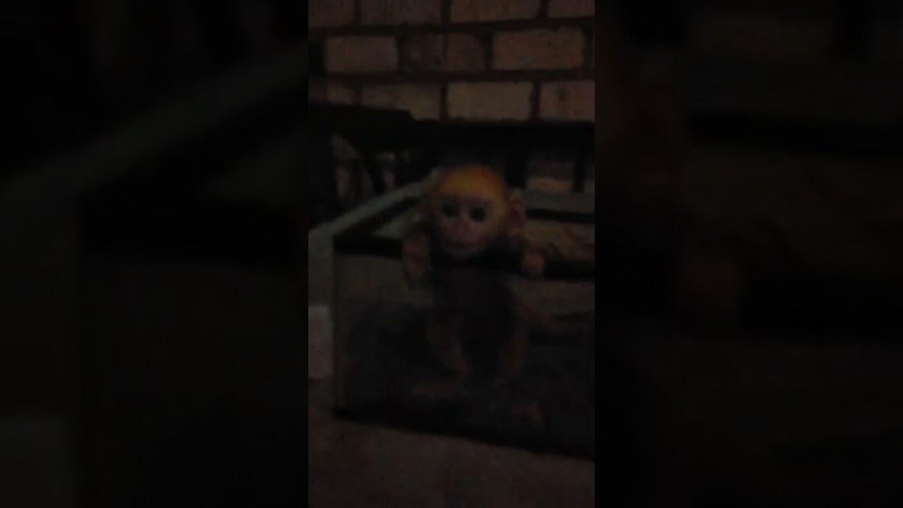 Perawatan Anakan Lutung , Biar Gak Gampang Mati