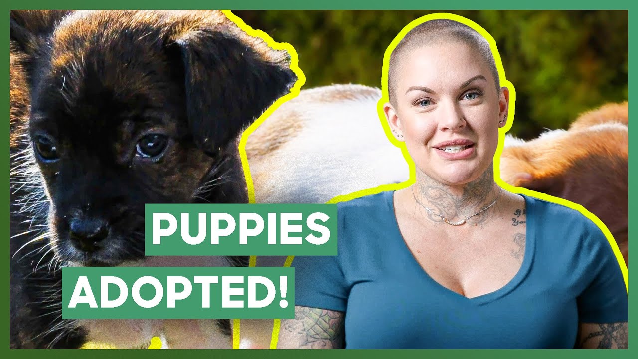 Amanda Finds FOREVER Homes For Newborn Puppies! | Amanda To The Rescue