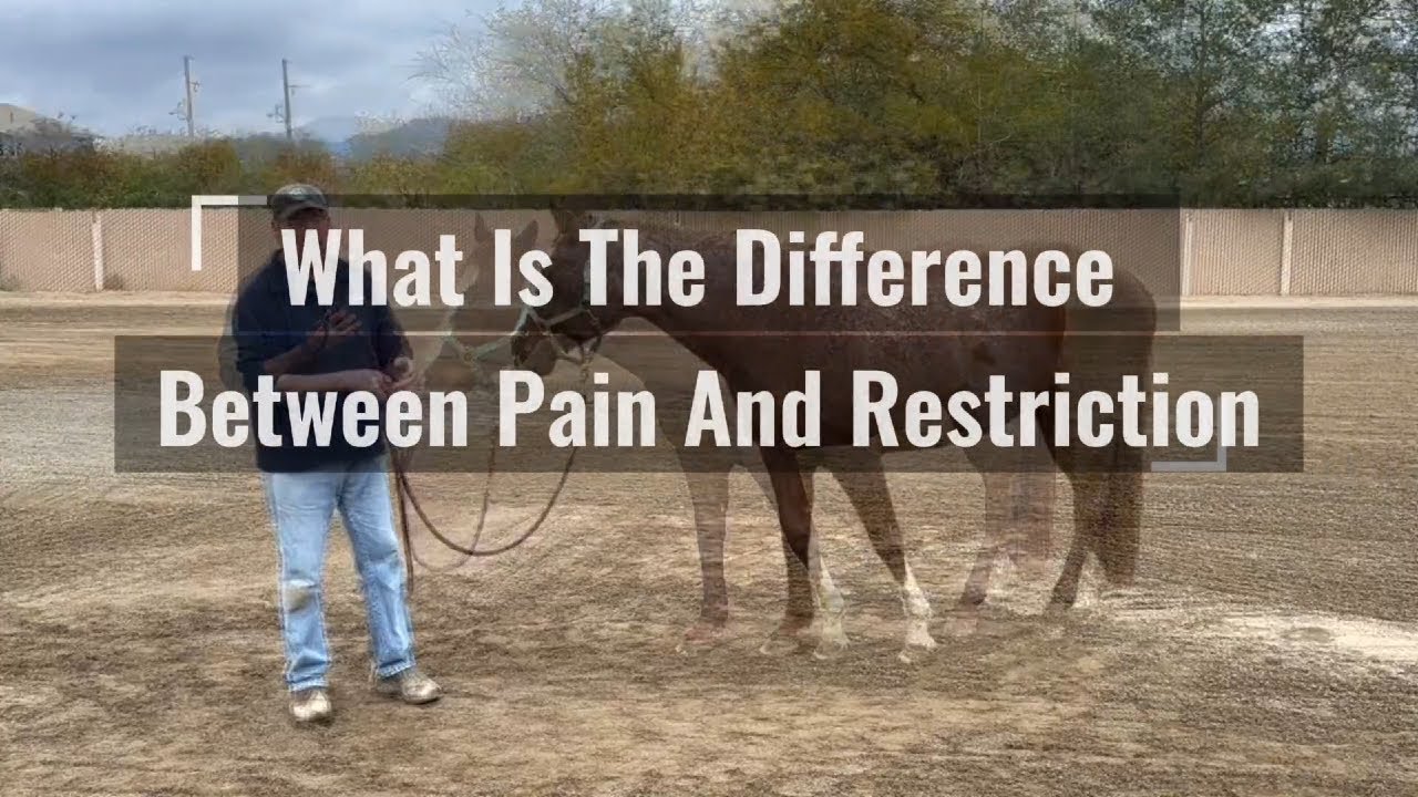 How To Tell If Your Horse Has Pain Or Restriction
