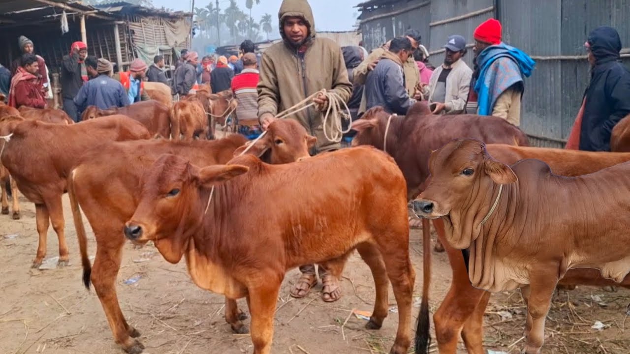 আজ ১৬/১/২৬ | প্রচুর চাহিদা সম্পন্ন শাহিওয়াল ষাঁড় বাছুরের দাম | আমবাড়ী হাট 
