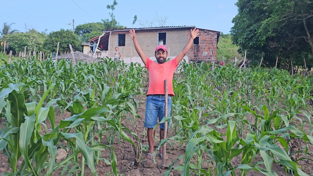 Milho com um mês de plantado veja o Antes e  depois 🙏