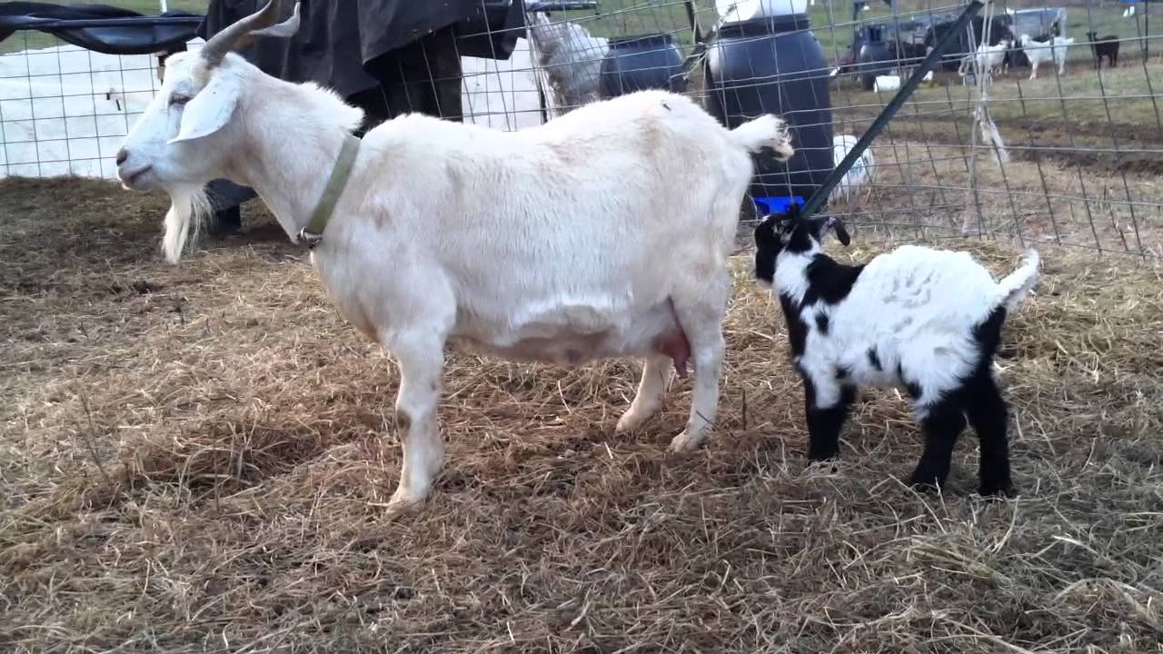 Mama goat calls her baby goatlings