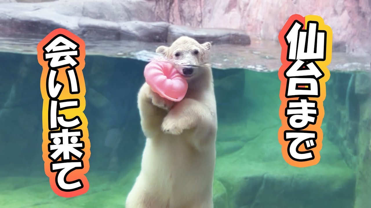 うみ そら ポーラ カイ 赤ちゃん 八木山動物公園｜Polar bear ホッキョクグマ シロクマ｜しろくまTV