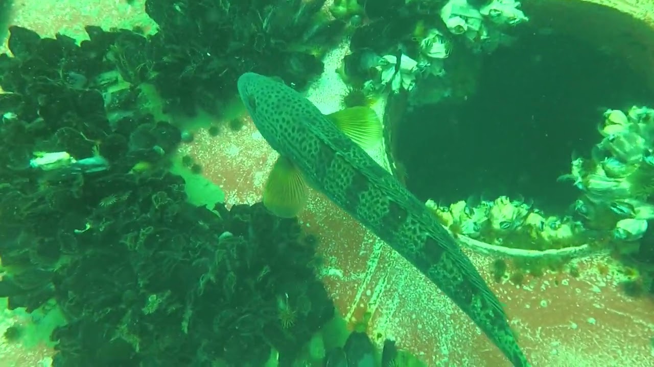 Buceo #26 en el URABAIN - Pto. Madryn el 20221015 (1)