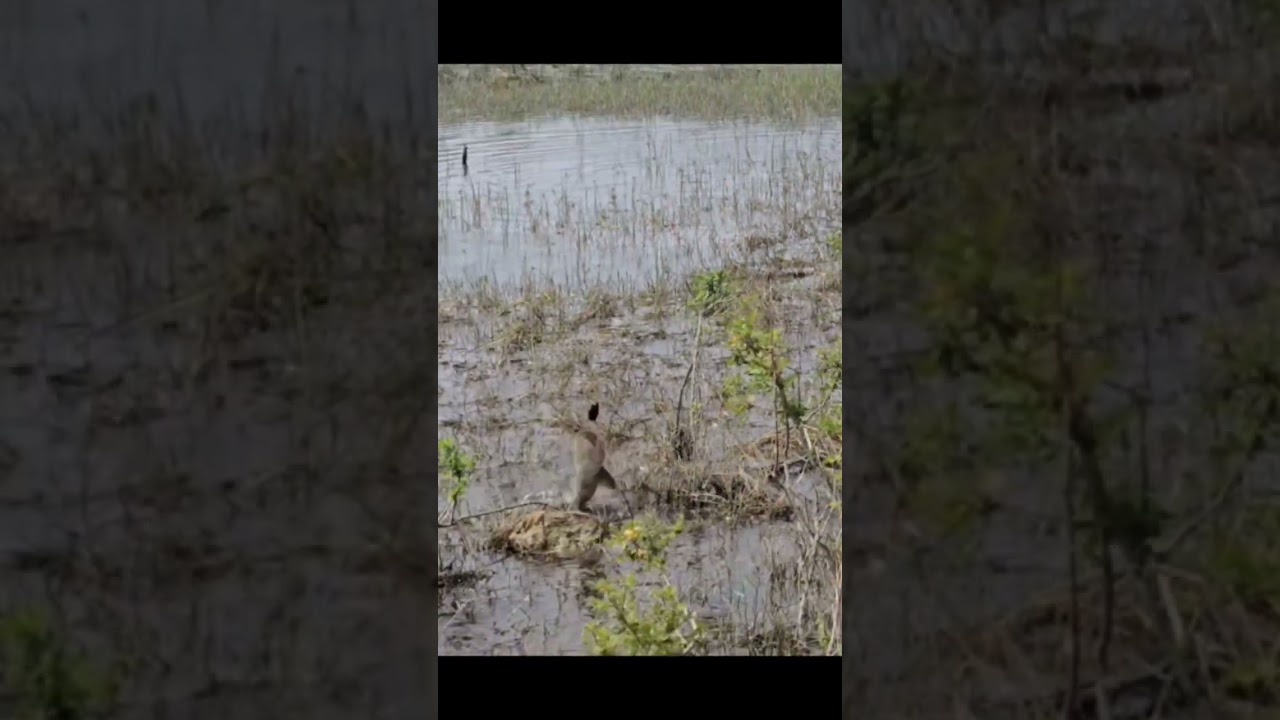 snakehead fishing  live attack on frog #fishing
