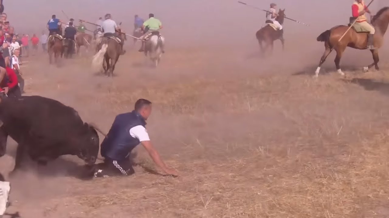 Encierro campero tenso, CORNADA y valla doblada - ALDEAMAYOR DE SAN MART&Iacute;N (Valladolid)