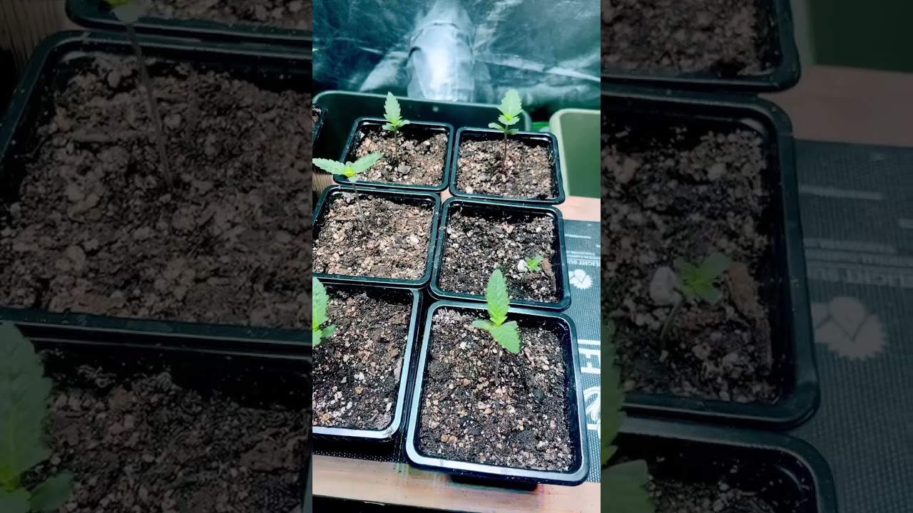 Sour cherry glue! 💯 germination!